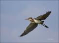 Tricolored-Heron;Heron;Flight;Egretta-tricolor;flying-bird;one-animal;close-up;c